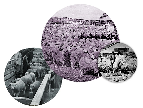 patagonia tragica ovejas